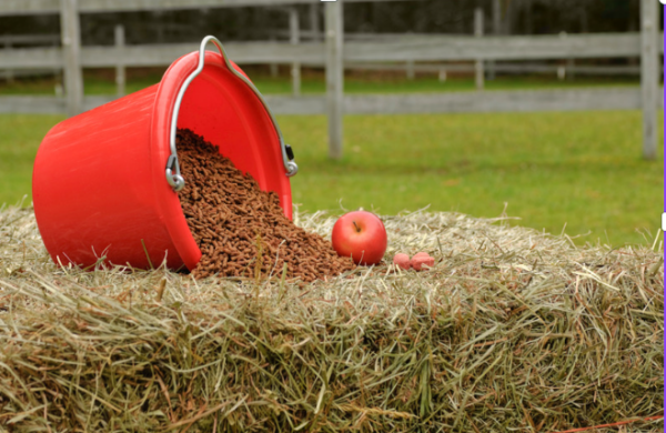 Fütterungsseminar: Stoffwechsel und Krankheiten